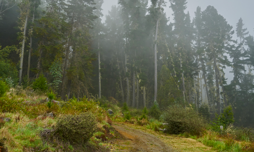 a tree in a forest